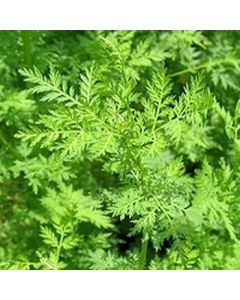 Artemisia Annua Teebeutel